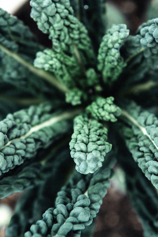 Unveiling the Beauty Secrets of Nature: Hydrolyzed Kale, Carrot, and Lemon Proteins for Nourished and Brightened Skin